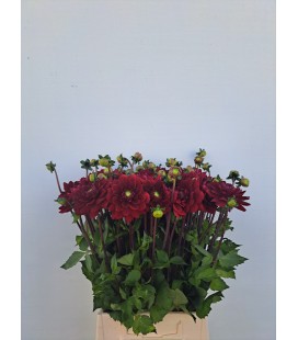 Dahlia Red Runner 60 cm