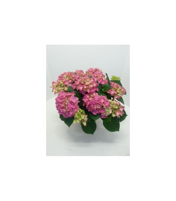 Hortensia early rosa pot de 13 H30