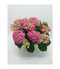 Hortensia early rosa pot de 14h40