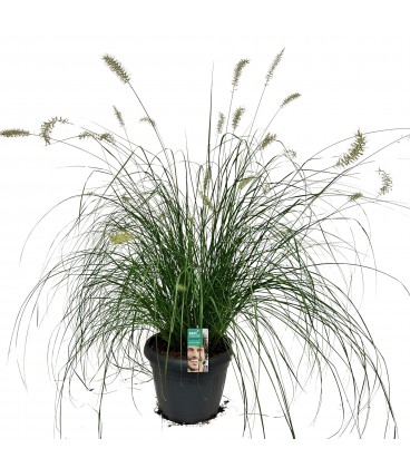 Pennisetum Hamelin pot de 17