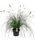 Pennisetum Hamelin pot de 30 h 60