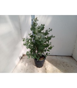 Eucalyptus cortata pot de 23