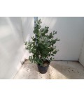 Eucalyptus cortata pot de 23