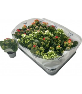 Kalanchoe mix 5 coul Ø 06