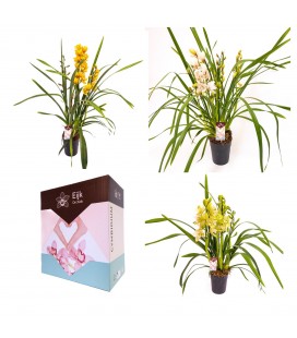 Cymbidium mix pot de 14 h 80 cl 5 f