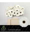 Gerbera White House 