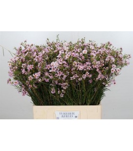 Wax Sexy Bloom 70 cm