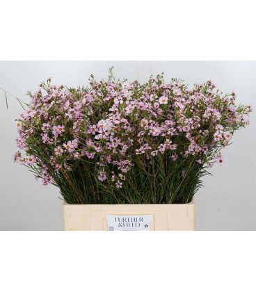 Wax Sexy Bloom 60 cm
