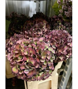Hortensia Mag Sw Rub cl 80 cm