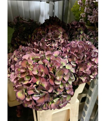 Hortensia Mag Sw Rub cl 80 cm