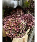 Hortensia Mag Sw Rub cl 80 cm