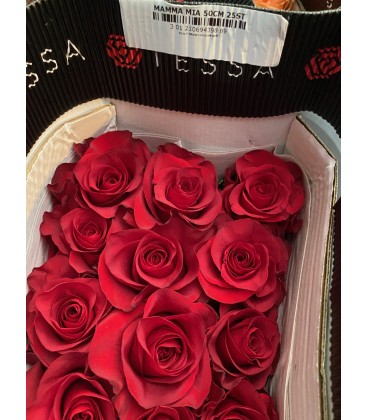 Rose Equat Mamma Mia 50 cm x25