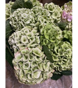 Hortensia My Macha cl 50 cm