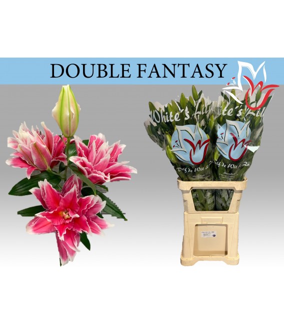 Lys Or Du Fantasy 95 cm