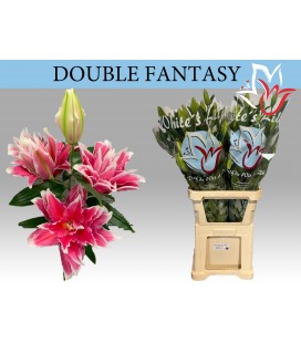 Lys Or Du Fantasy 80 cm