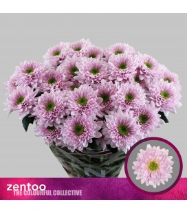 Chrysantheme Commander pink 70 cm