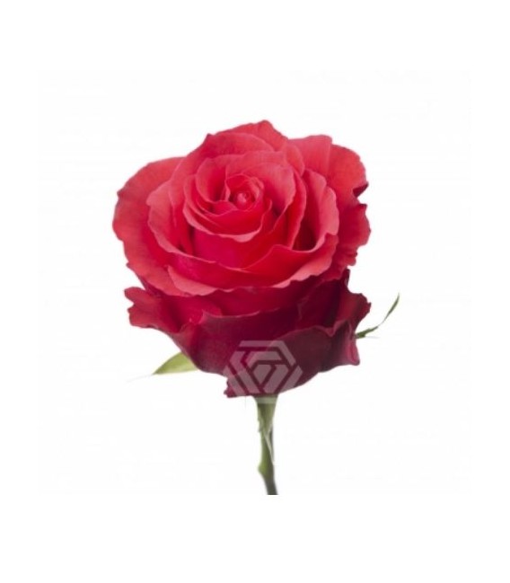 Rose equat Altamira 50 cm x25