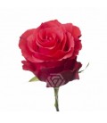 Rose equat Altamira 50 cm x25