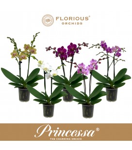 Phalaenopsis mix Ø 09 