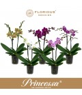 Phalaenopsis mix Ø 09 h 40