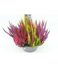 Calluna coupe Ø 23 Trio