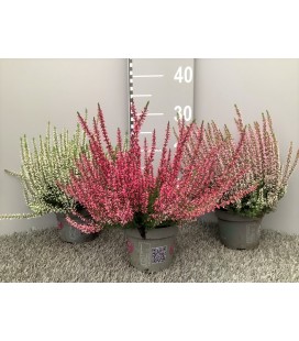 Calluna garden girls pot 12 mix