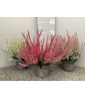 Calluna garden girls pot 12 mix