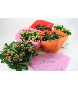 Kalanchoe coupe 23 cm diff coul