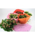 Kalanchoe coupe 23 cm diff coul