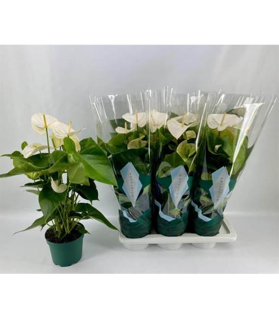 Anthurium Samora pot de 17 h 60