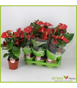 Anthurium Adison pot de 17