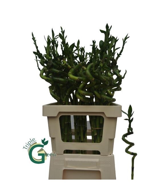 Dracaena Lucky bamboo 50 cm