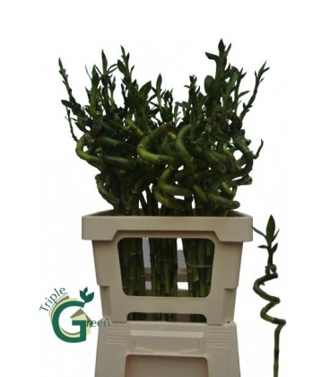 Dracaena Lucky bamboo 50 cm