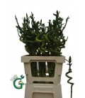 Dracaena Lucky bamboo 50 cm