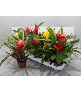 Bromelia mix Ø 09