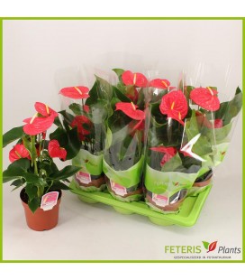 Anthurium California Ø 17