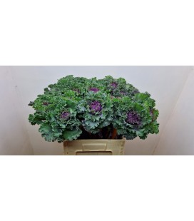 Choux Crane Ruby red 80 cm