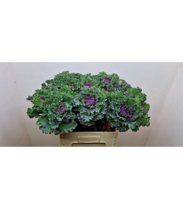 Choux Crane Ruby red 65 cm