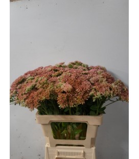 Sedum Spectabilis 60 cm