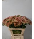 Sedum Spectabilis 50 cm