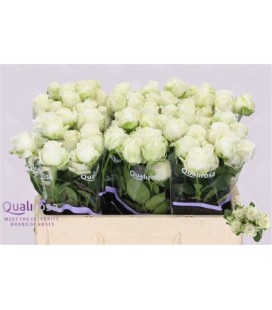 Rose Branchue Miss Bombastic 40 cm