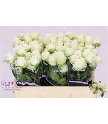 rose miss bombastic 40 cm