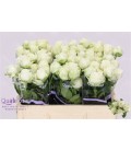 Rose Branchue Miss Bombastic 40 cm
