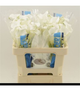 Calla White mambo 50 cm