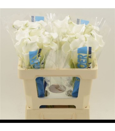 Calla White mambo 50 cm