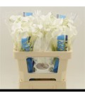 Calla White mambo 50 cm
