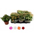 Kalanchoe pot de 15 mix