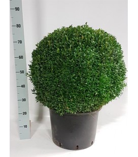 Buis Ø 33 Boule de 50cm  h 75