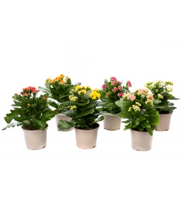 Kalanchoe Ø12 mix coul
