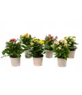Kalanchoe Ø12 mix coul